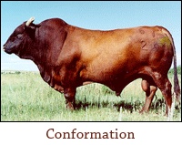 Conformation