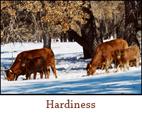 Hardiness